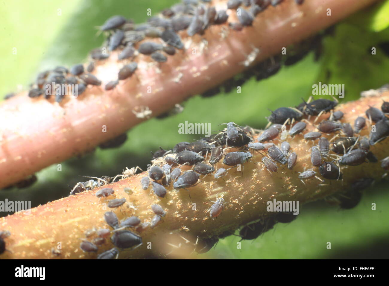 Efeu blattluse -Fotos und -Bildmaterial in hoher Auflsung  Alamy