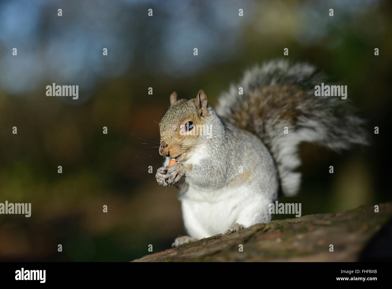 Porträt des Essens graue Eichhörnchen Stockfoto