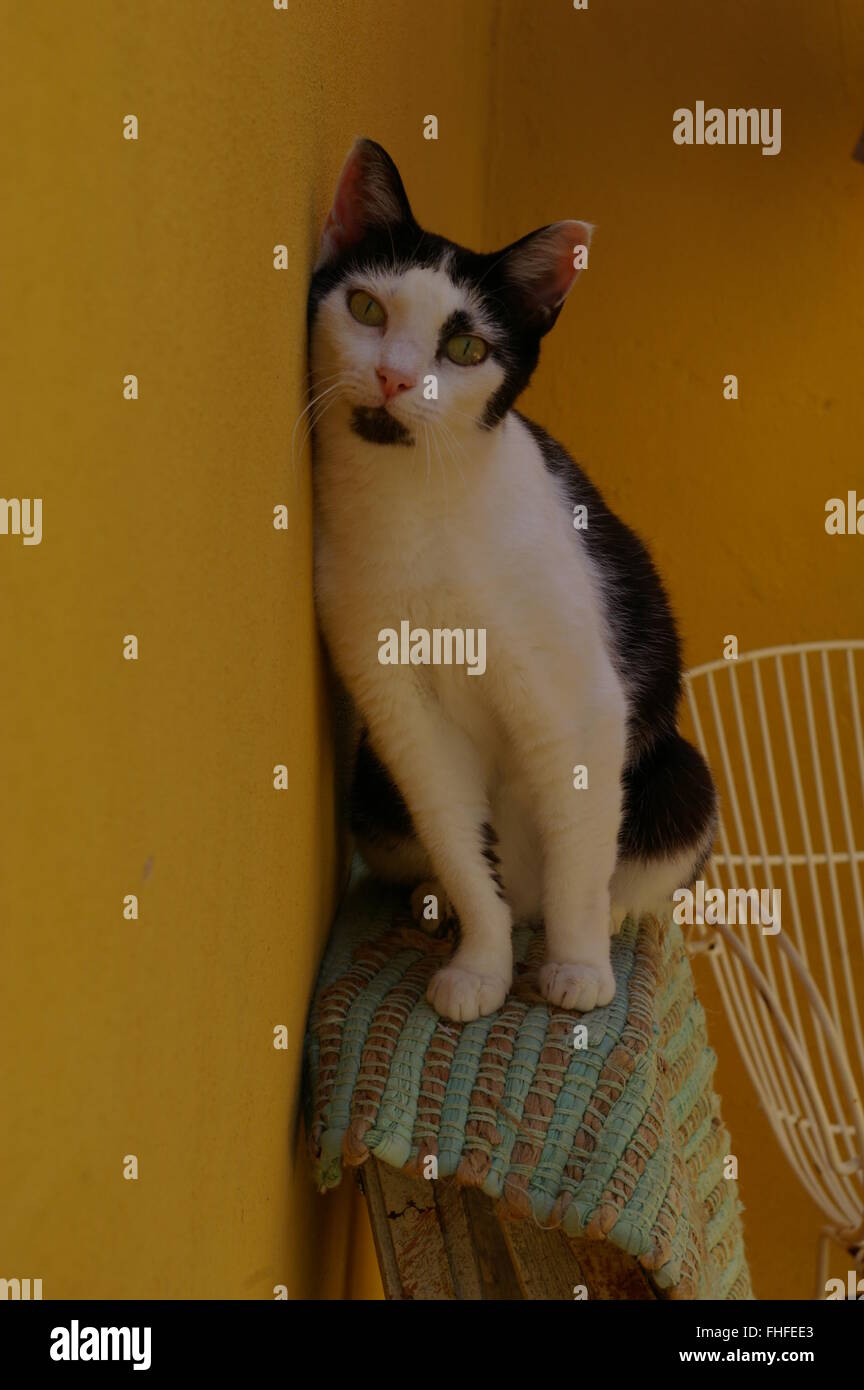 Schwarz / weiß Katze sitzt auf einer Leiter gegen eine gelbe Wand Stockfoto