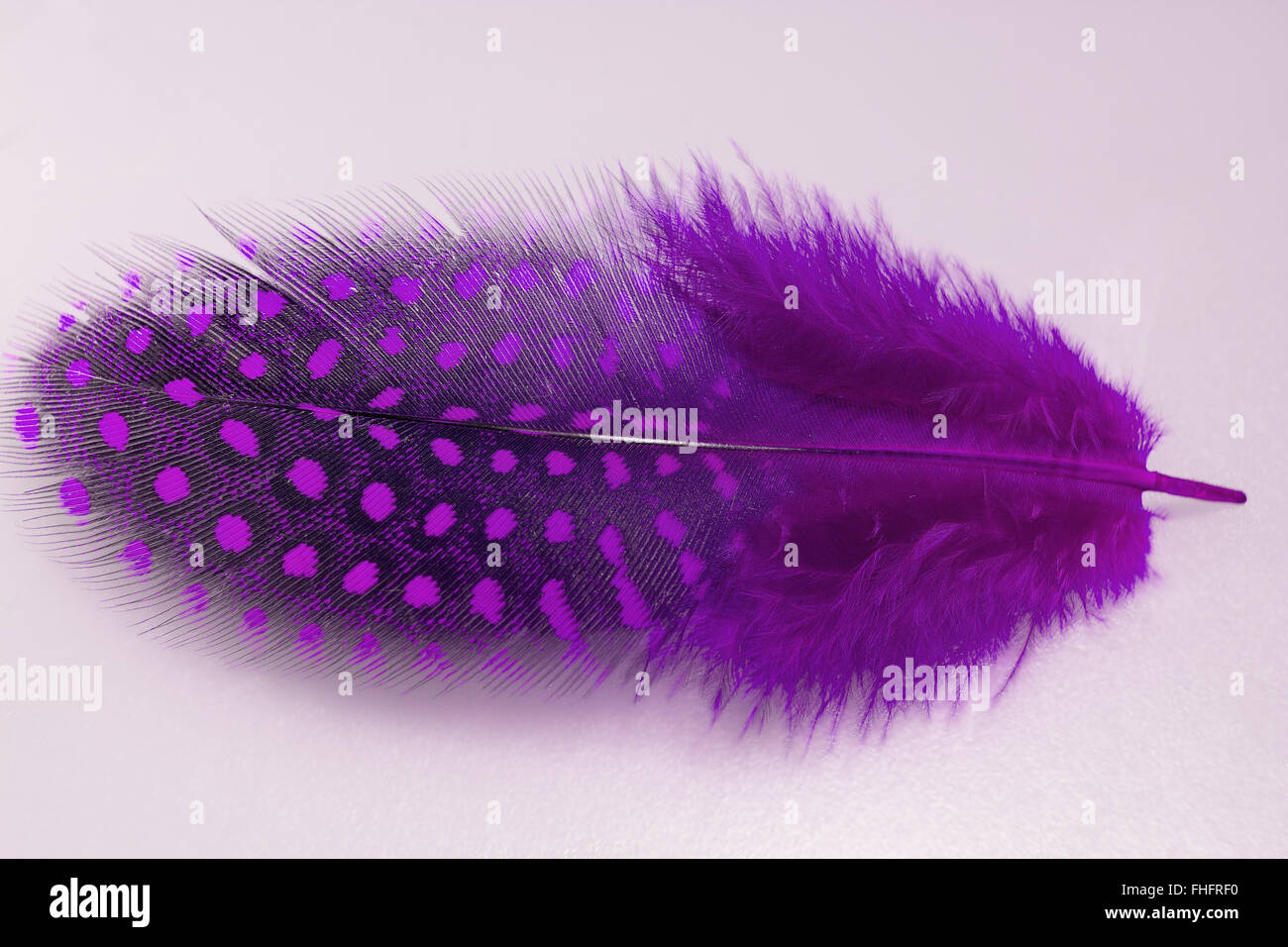 Schwarze feder mit weißen punkten Fotos und Bildmaterial in hoher Auflösung Alamy
