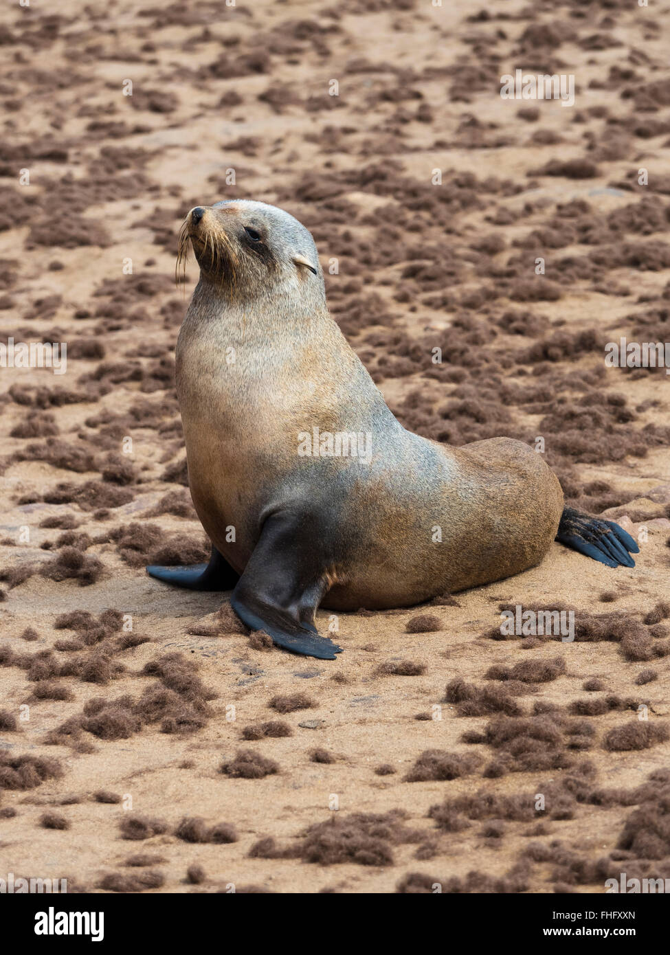 Namibia, Cape Cross, Kap Seebär, Arctocephalus percivali Stockfoto