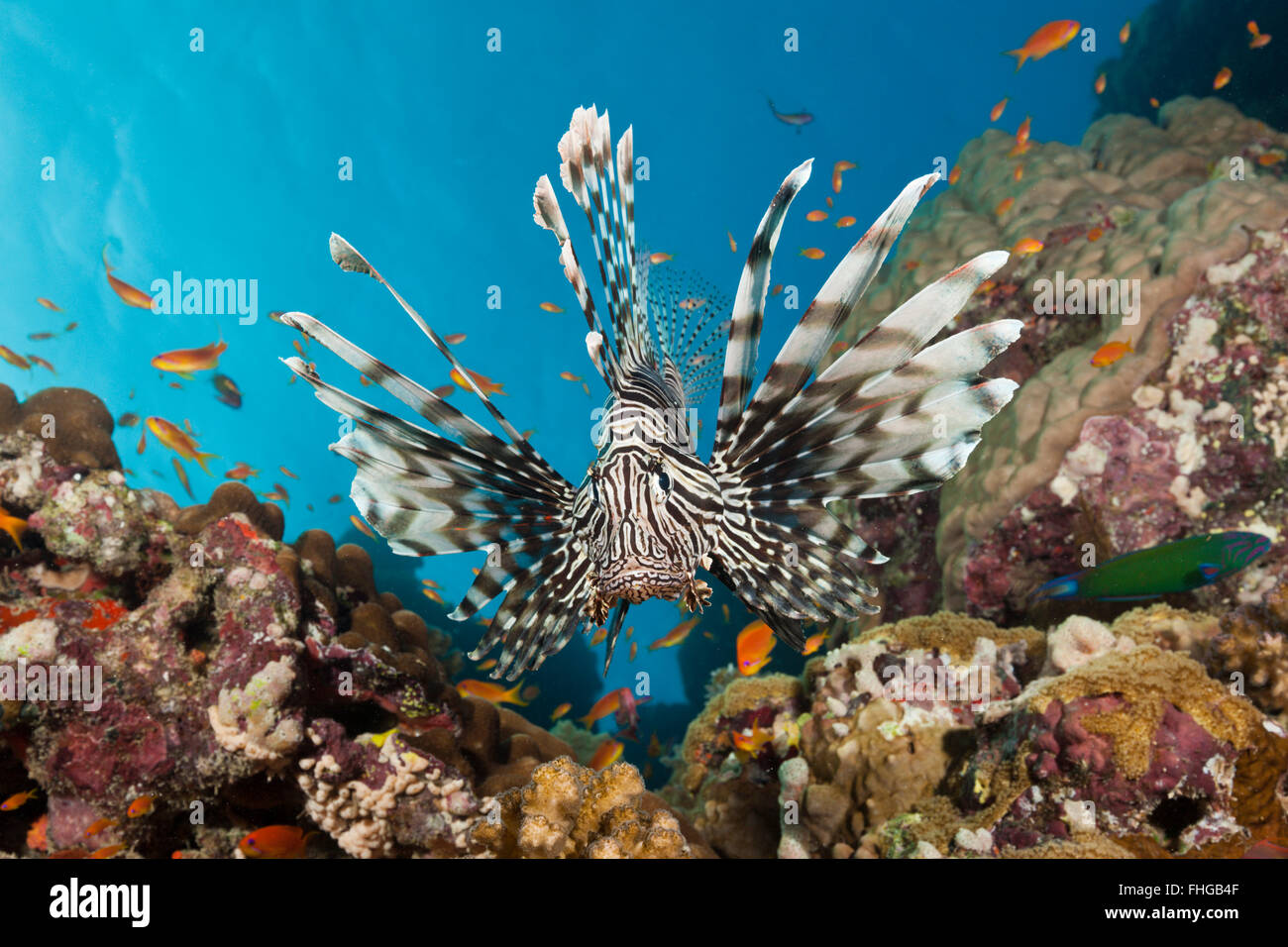 Feuerfische, Pterois Miles, Rotes Meer, Dahab, Ägypten Stockfoto