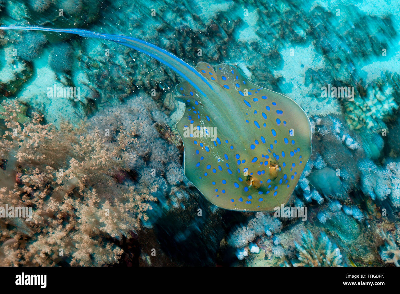 Bluespotted Ribbontail Ray, Taeniura Lymma, Rotes Meer, Dahab, Ägypten Stockfoto