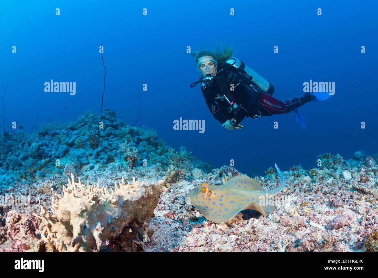 Taucher und Bluespotted Ribbontail Ray, Taeniura Lymma, Rotes Meer, Dahab, Ägypten Stockfoto