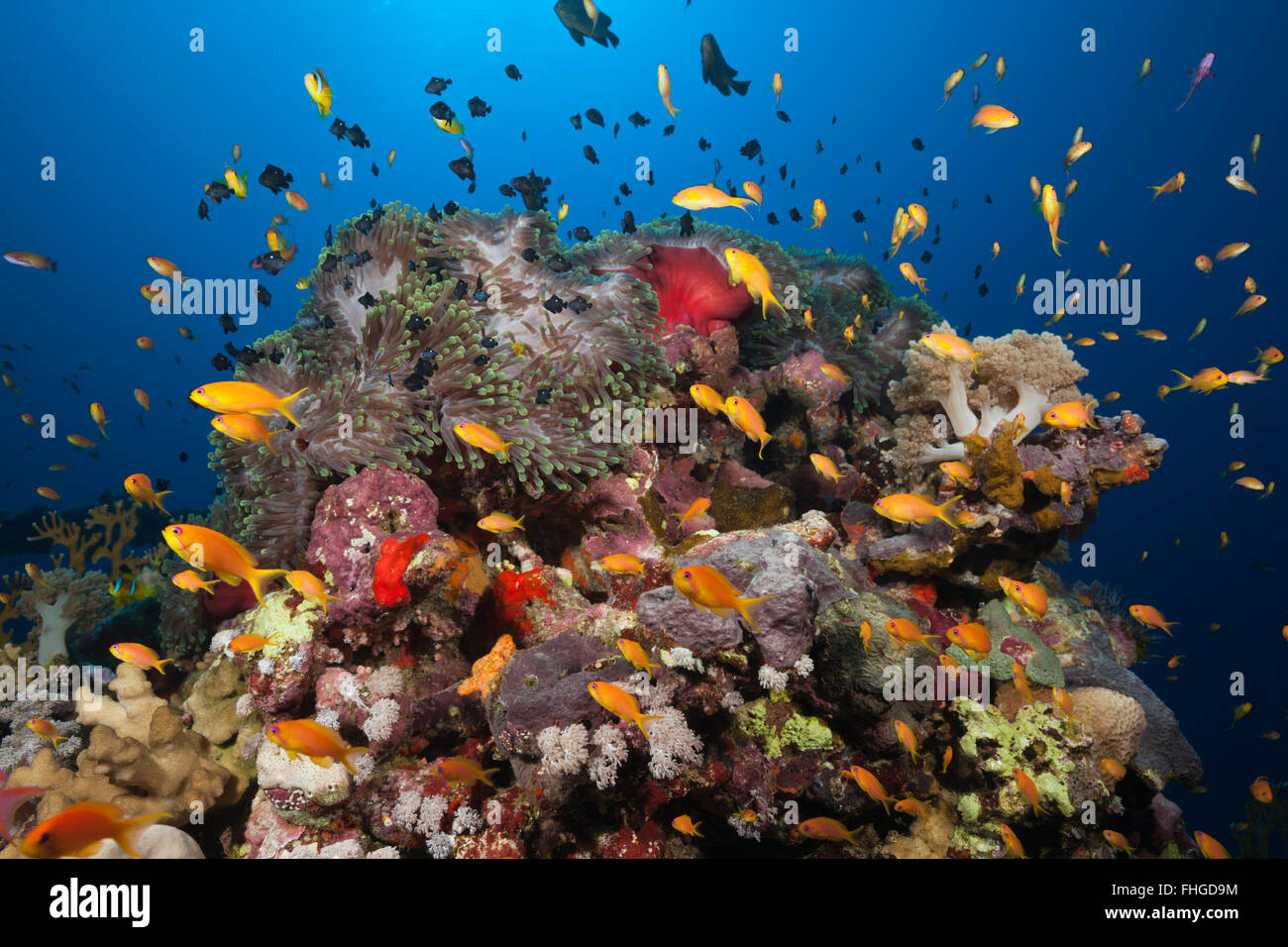 Lyretail Anthias über Coral Reef, Pseudanthias Squamipinnis, Rotes Meer, Ras Mohammed, Ägypten Stockfoto