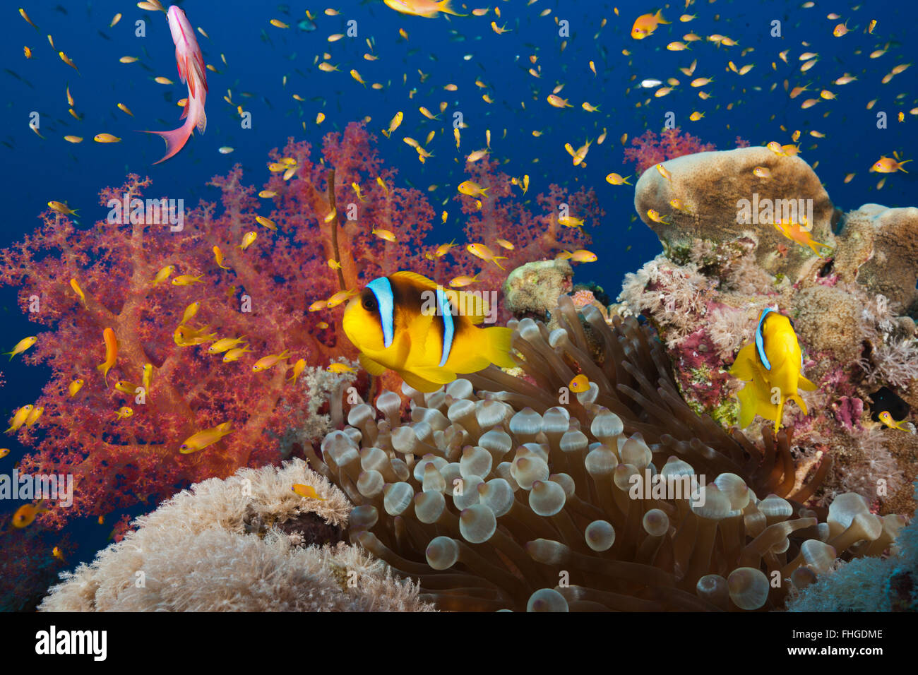 Twobar Anemonefish im Korallenriff, Amphiprion Bicinctus, Rotes Meer, Ras Mohammed, Ägypten Stockfoto