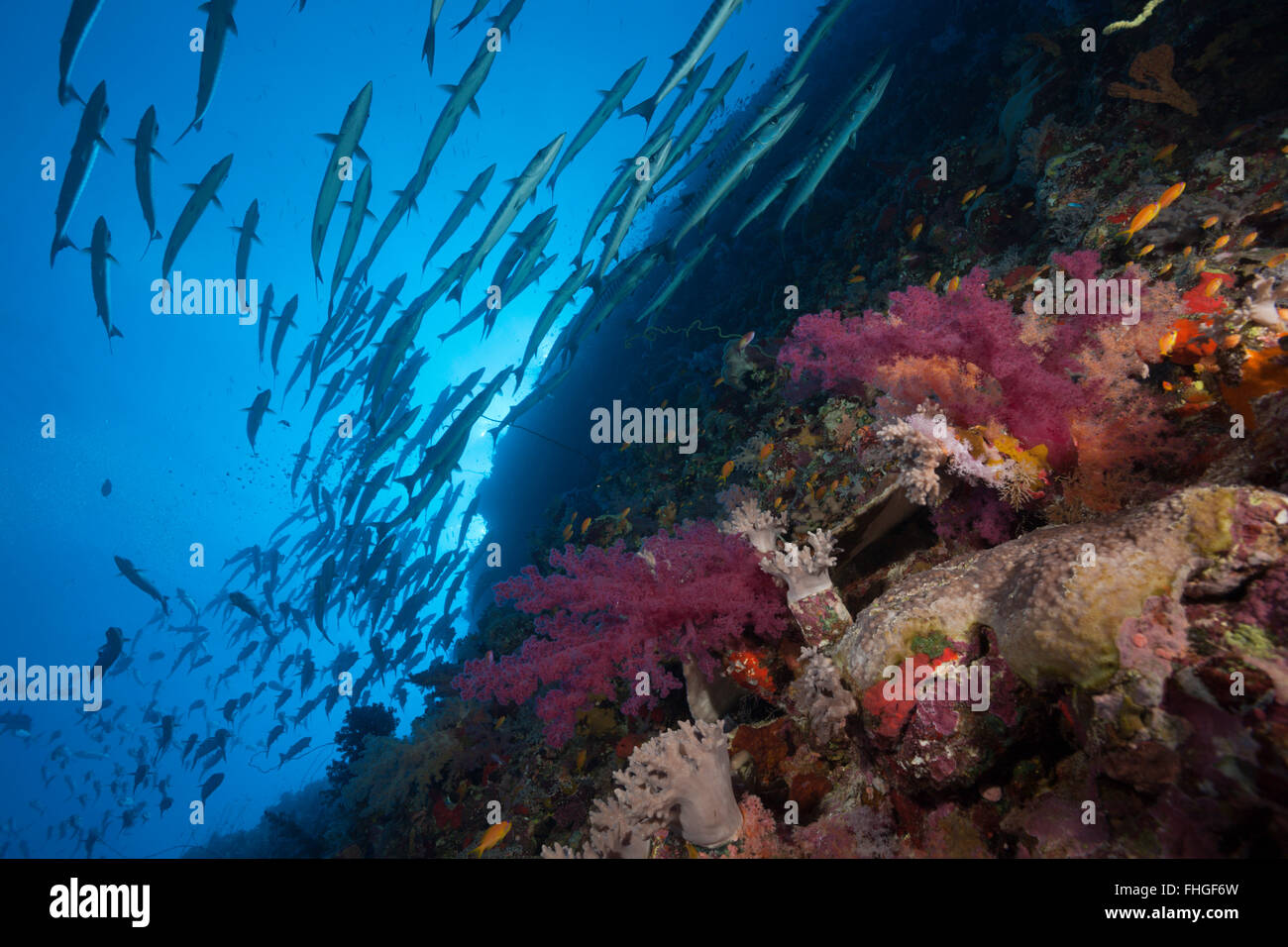 Der Blackfin Barracudas, Fischschwarm größten Qenie, Sanganeb, Rotes Meer, Sudan Stockfoto