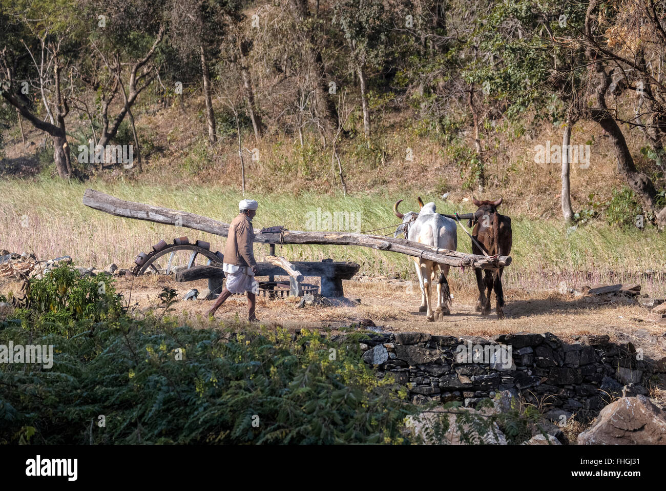 Bewässerungssystem mit Wasserpumpe, führen Sie mit Mann und zwei Stiere in Rajasthan, Indien Stockfoto