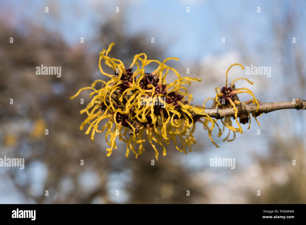 Hamamelis Japonica, japanische Zaubernuss, Surrey, UK. Februar. Stockfoto Hamamelis Japonica, japanische Zaubernuss, Surrey, UK. Februar. Stockfoto