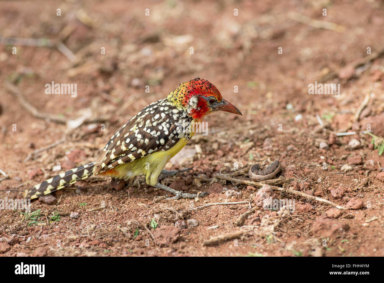 Rot und gelb Barbet (Trachyphonus Erythrocephalus). Diese Person soll eine große Raupe zu essen. Stockfoto
