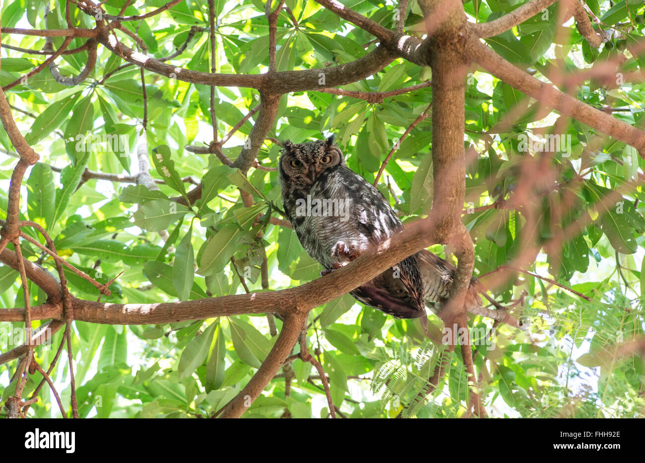 Gefleckte Uhu (Bubo Africanus) im tagsüber roost Stockfoto