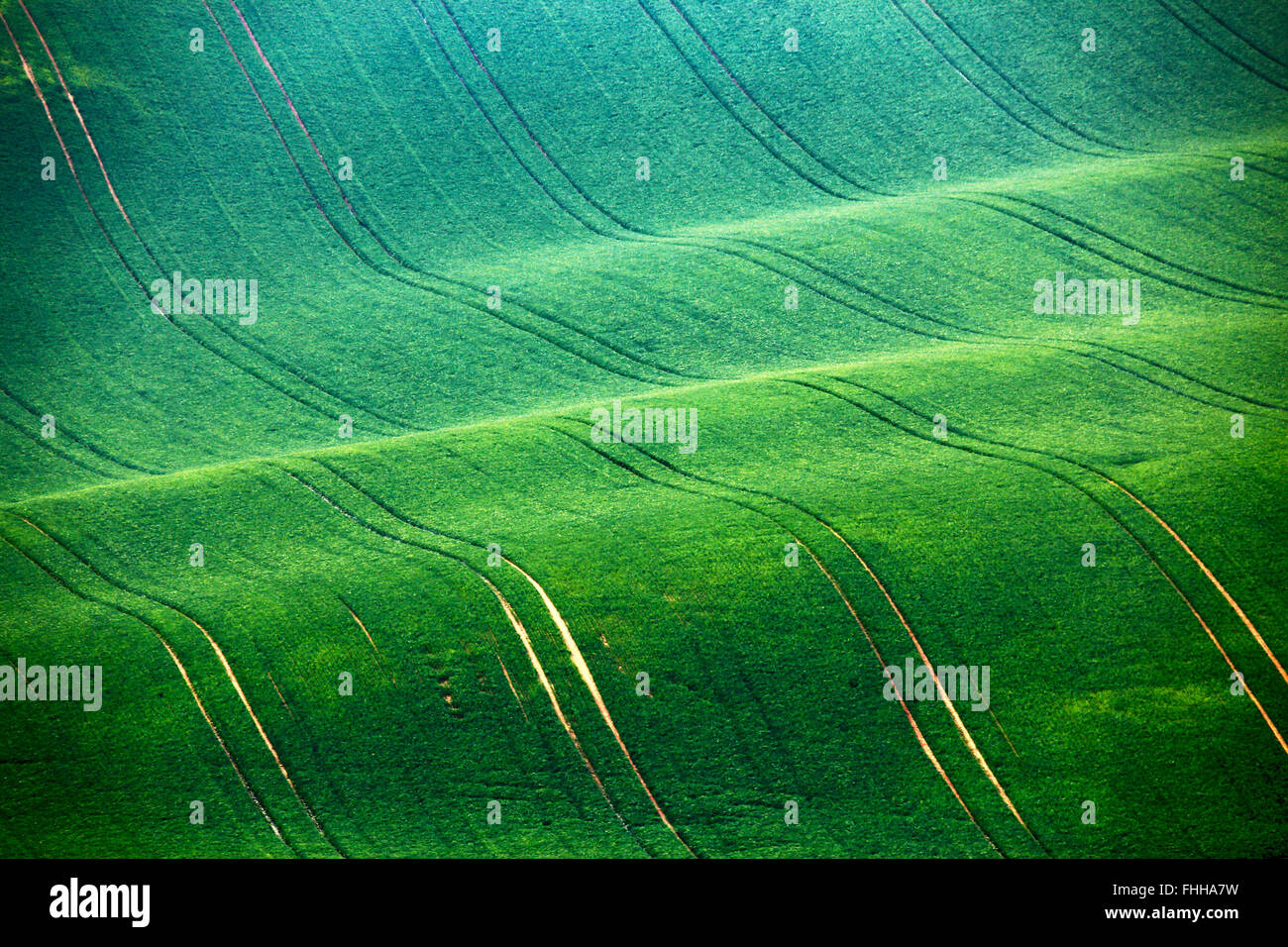 Frühling Felder. Grüne Wellen. Moravia-Hügel. Stockfoto