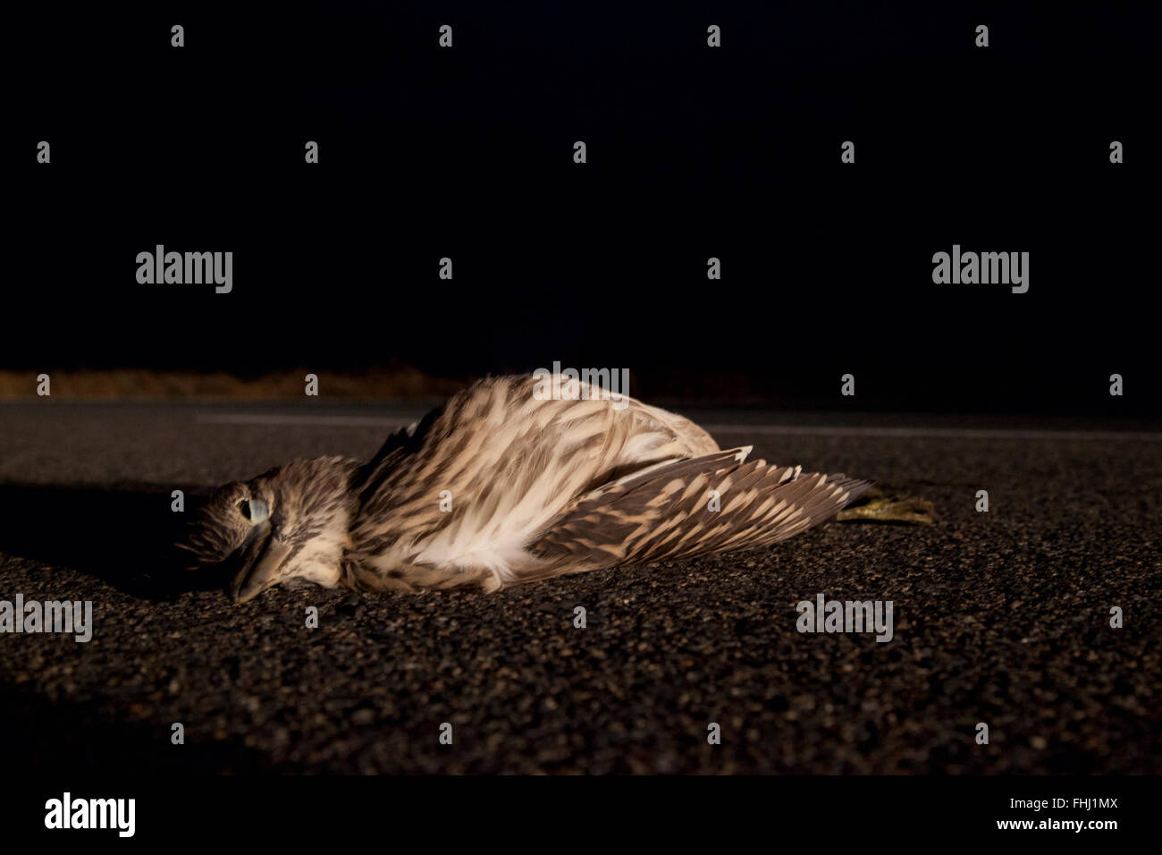 Der Fukushima-Samurai - Japan / Fukushima - "bevor die Vögel und die Füchse kommen würde, zu essen, keine Tiere lief von Autos. Stockfoto