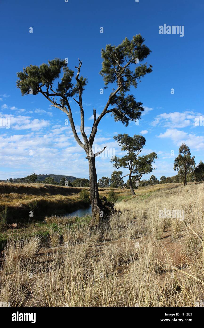 Baum auf Stream Seite in Australien Stockfoto
