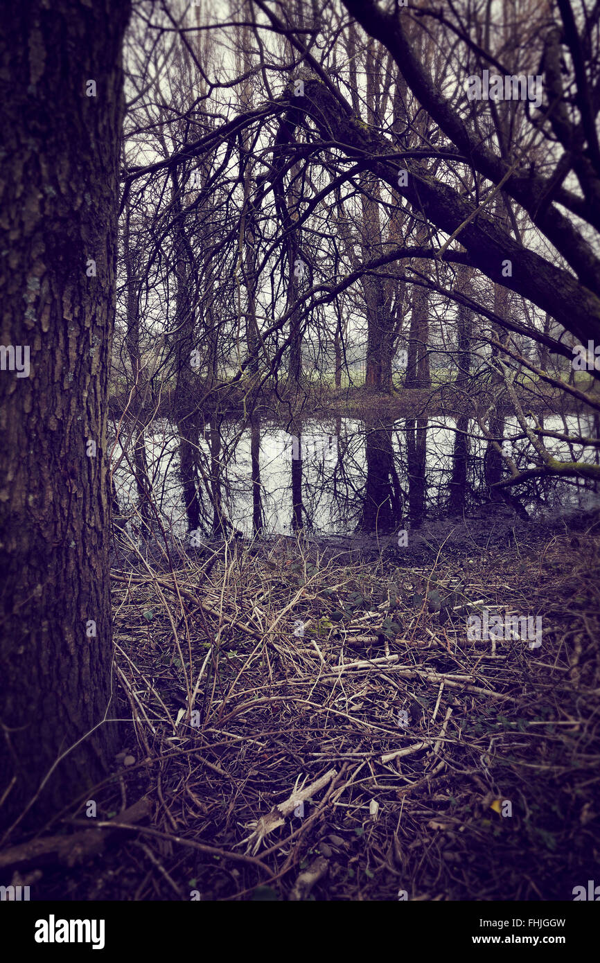 Unheimliche Wald Sumpf mit Teich. Stockfoto