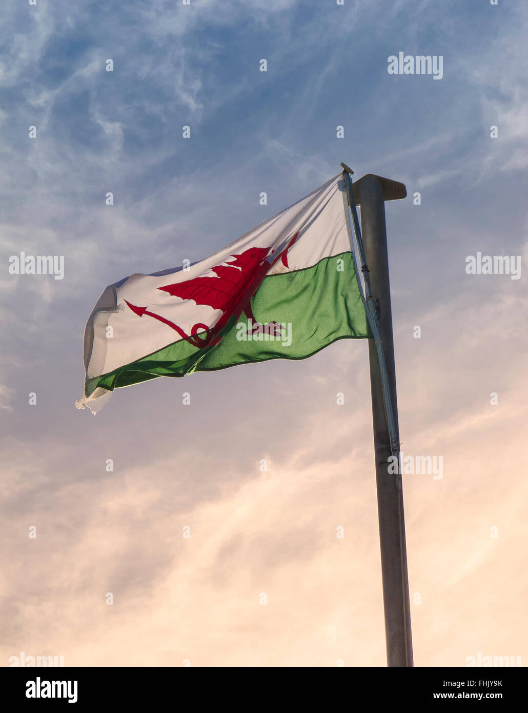 Walisische Nationalflagge, die in der Spätsonne vor dem Hintergrund wispiger Wolken am New Quay, Ceredigion, Wales, fliegt Stockfoto