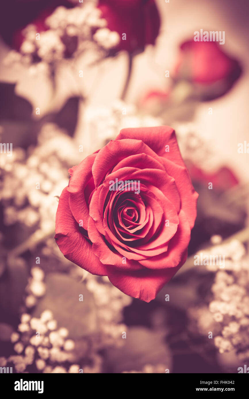 Schöne Bouquet von rosa Rosen und Babys Atem mit Vintage-Ton. Stockfoto