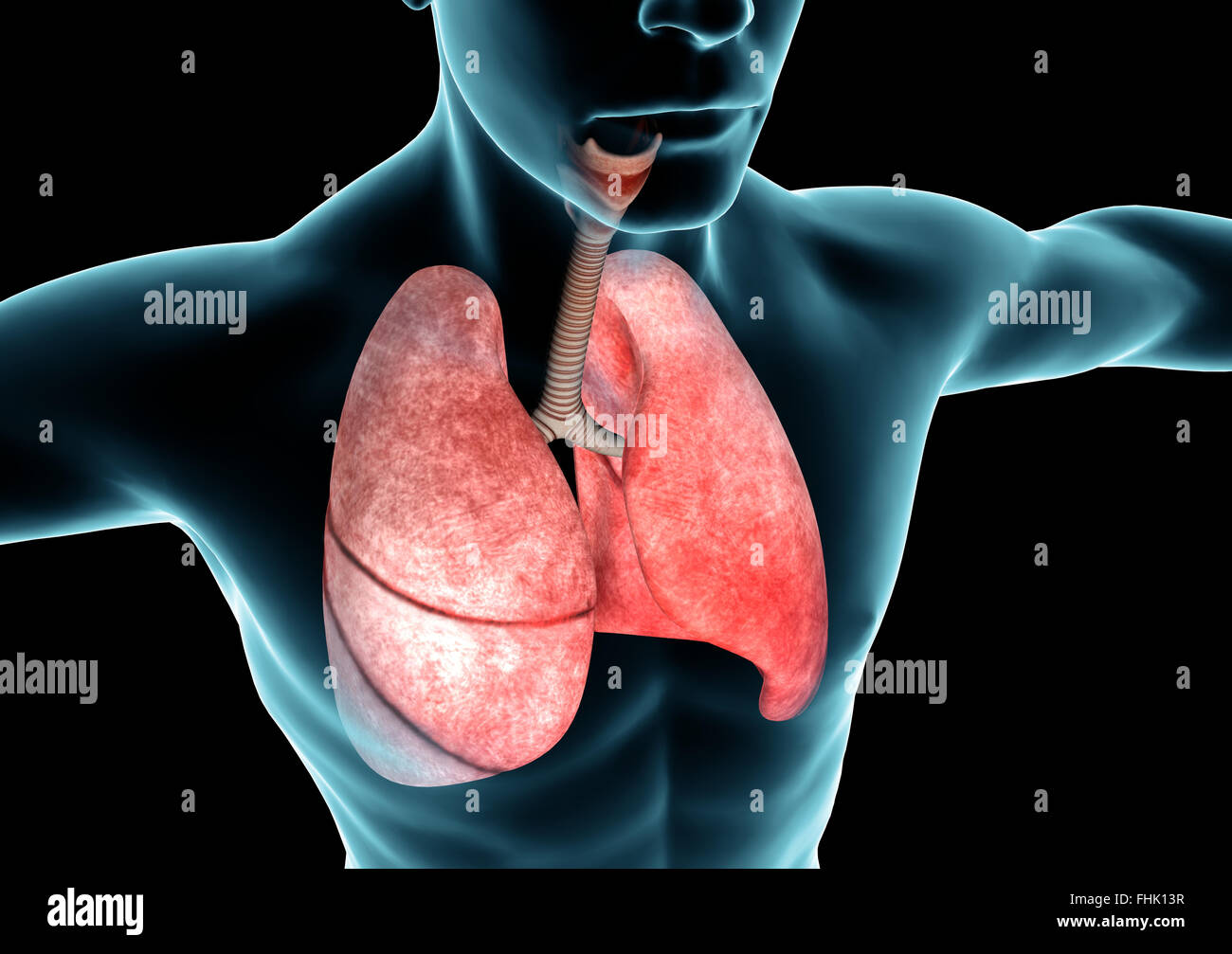 Atemwege, Lunge, Röntgen-Anatomie des menschlichen Körpers Stockfoto