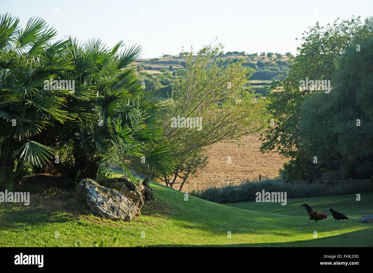 Mallorca, Balearen, Spanien, Europa: Natur und Landschaft, ein Hahn und eine Henne mit Blick über die mallorquinische Landschaft Stockfoto