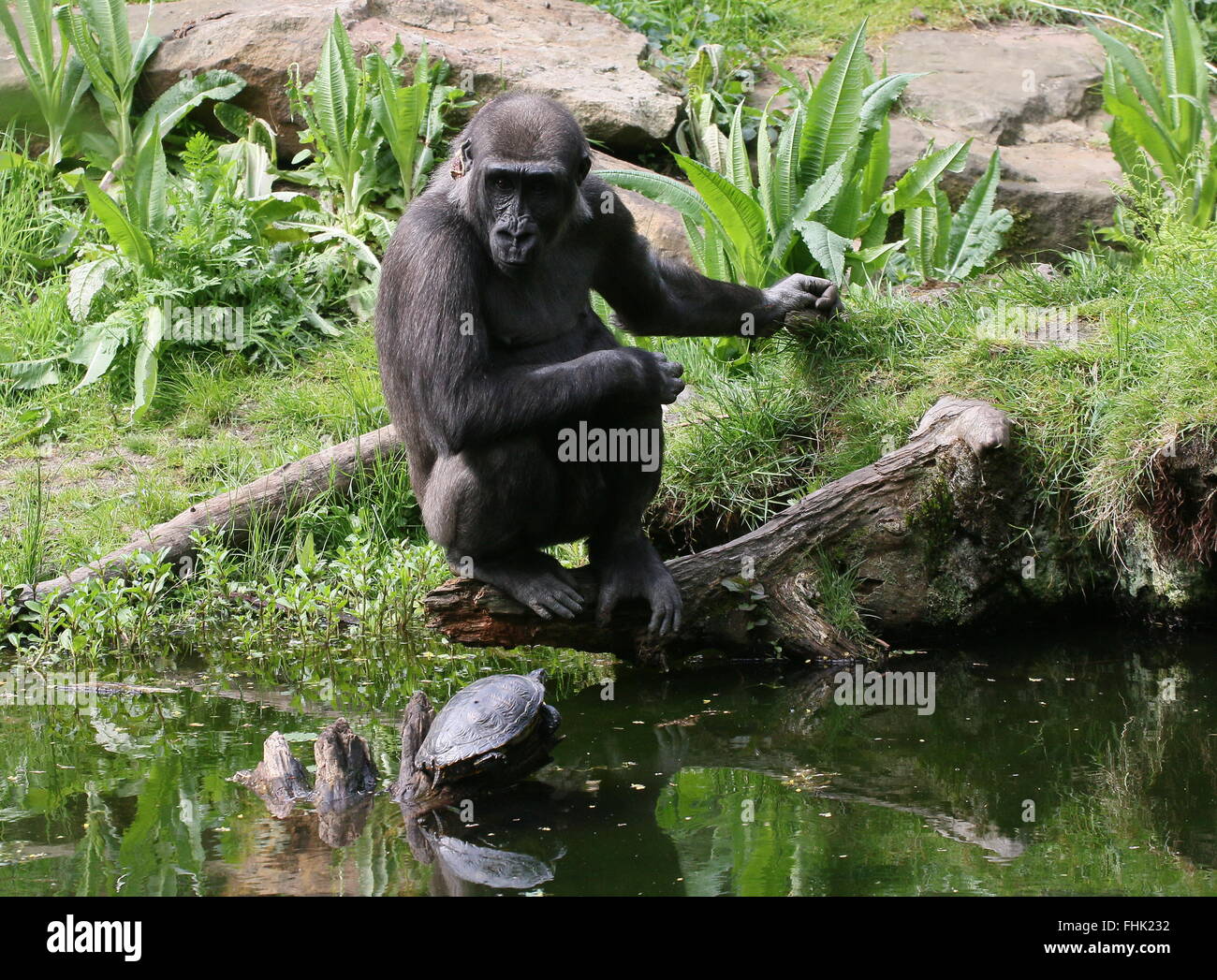 Westlicher Flachlandgorilla am Rand des Wassers, vertieft in der Beobachtung einer Schildkröte Stockfoto