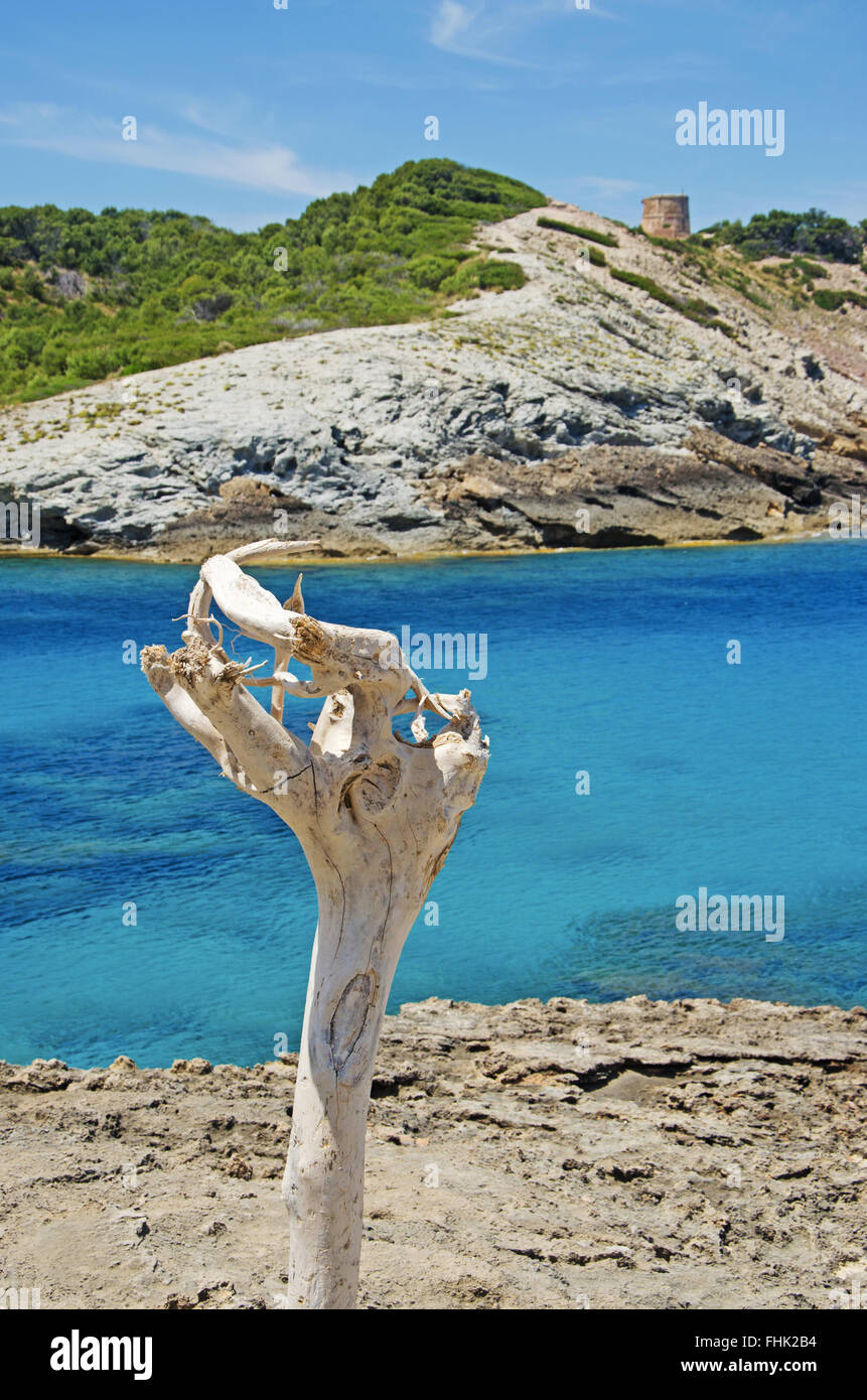 Mallorca, Balearen Inseln: Ein toter Ast, das Mittelmeer und die Macchia mit Torre des Matzoc auf dem Hintergrund in Cala Estreta, einem abgelegenen Strand Stockfoto