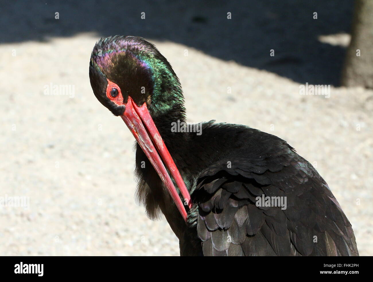 Europäische Schwarzstorch (Ciconia Nigra) seine Federn putzen Stockfoto