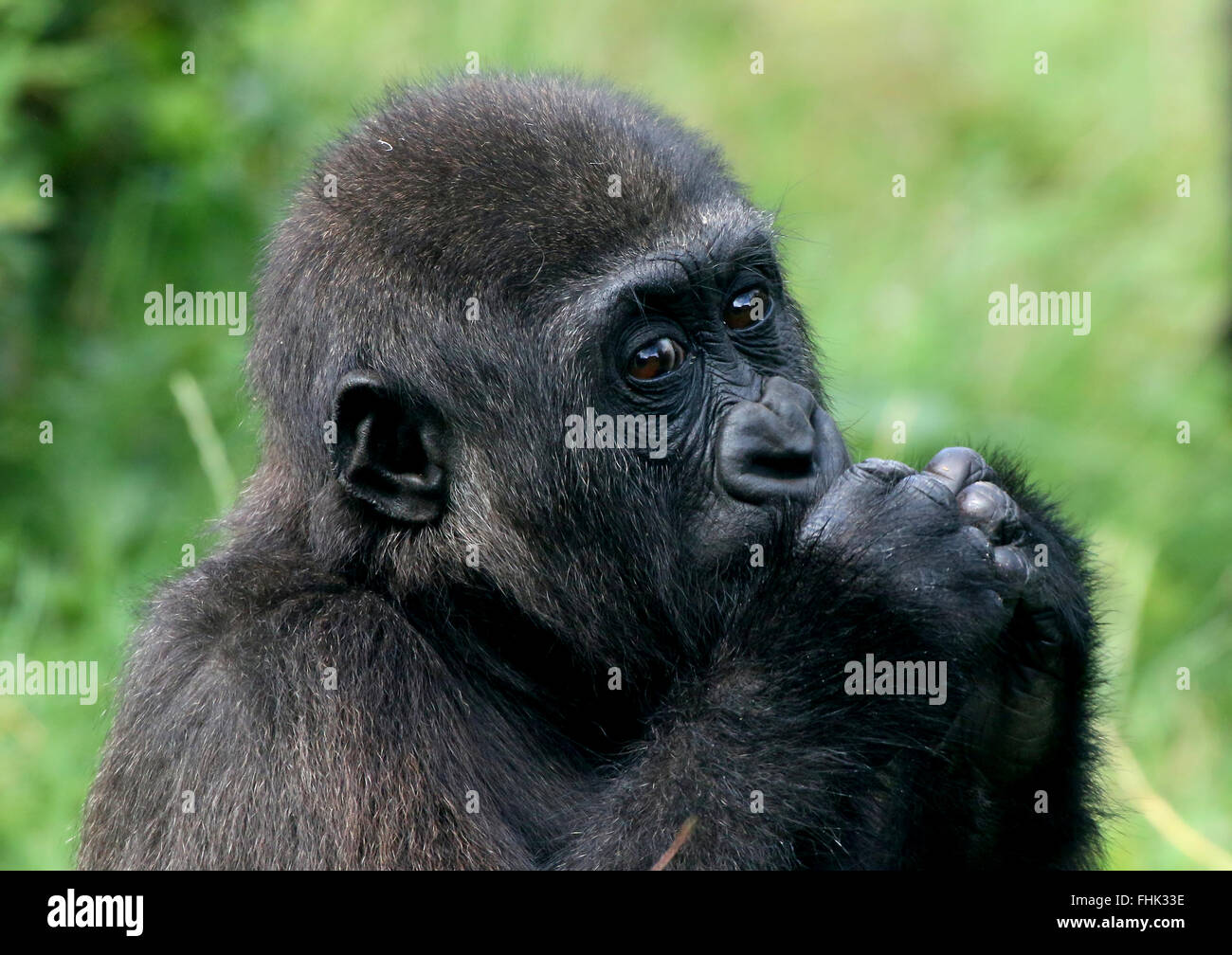 Westlicher Flachlandgorilla, Hände vor den Mund, nachdenkliche Augen Stockfoto