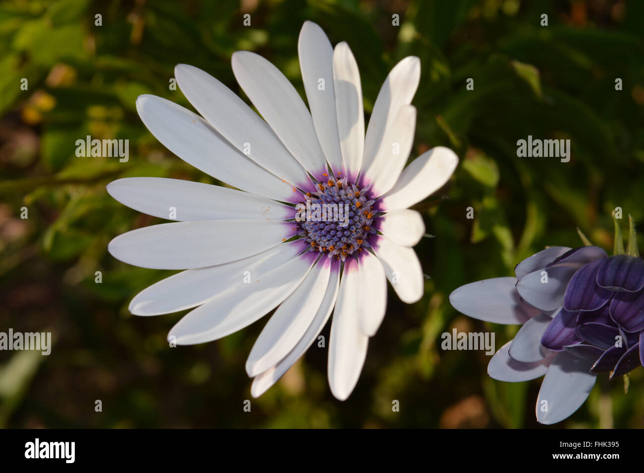 Osteospermum flower Stockfoto