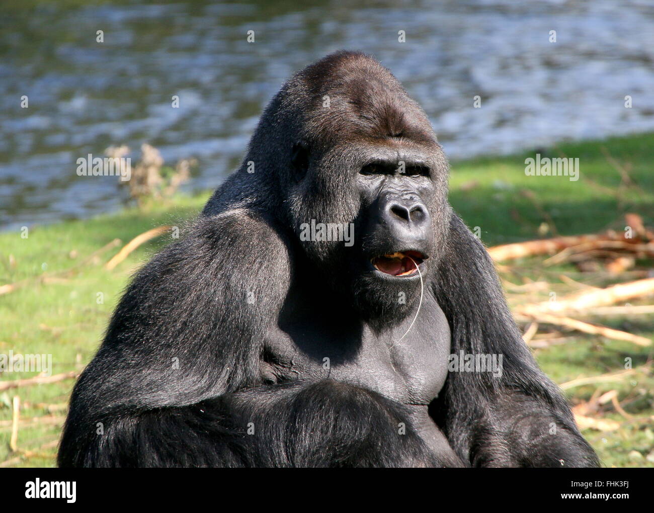 Ältere männliche Westlicher Flachlandgorilla Essen Stockfoto