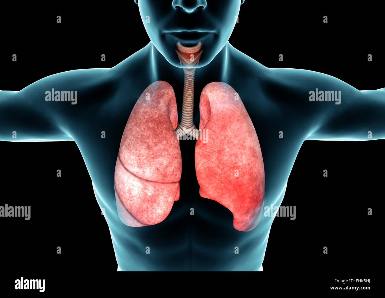 Atemwege, Lunge, Röntgen-Anatomie des menschlichen Körpers Stockfoto