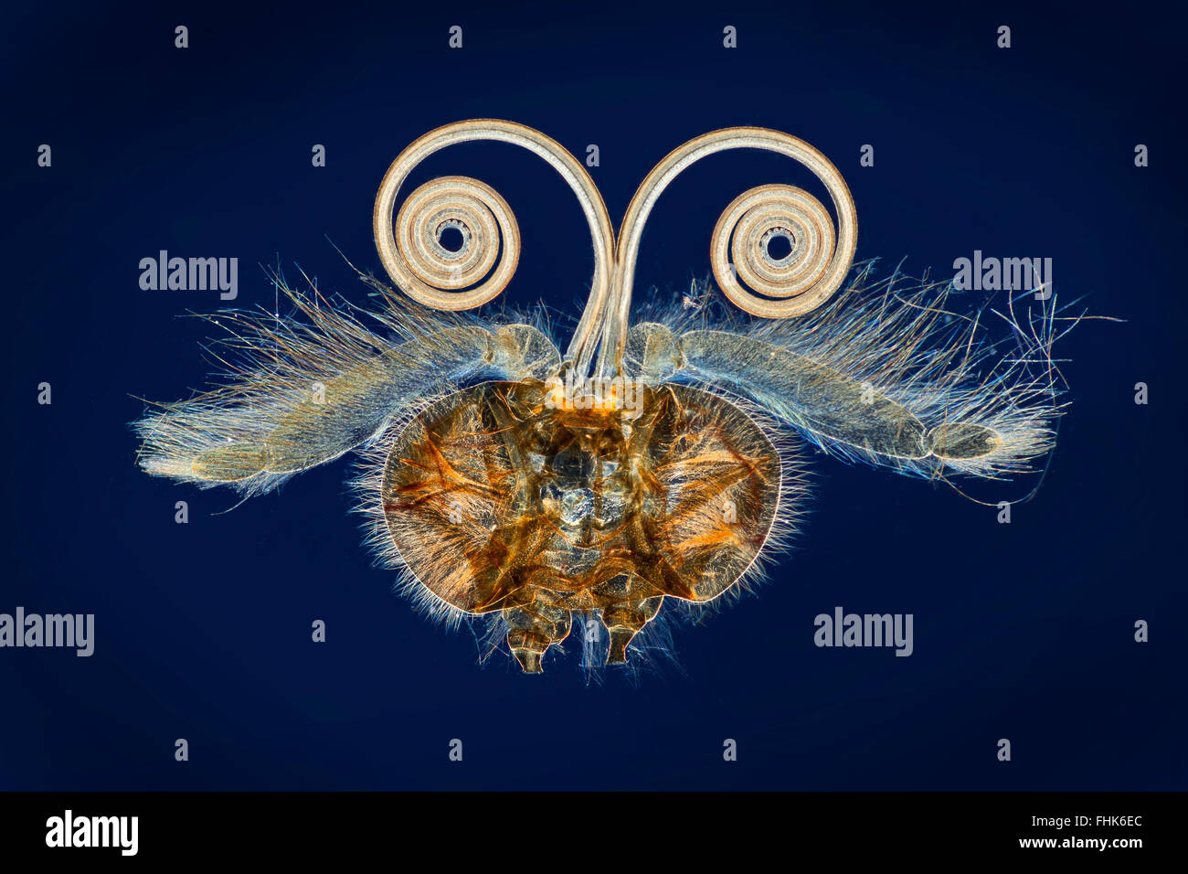 Schmetterling Rüssel Detail, Dunkelfeld Mikrophotographie Stockfoto