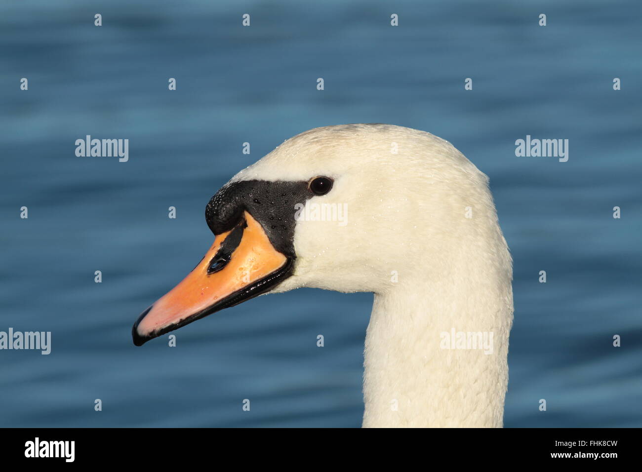 Schwanenkopf / Stumm svan Head / Nahaufnahme Stockfoto