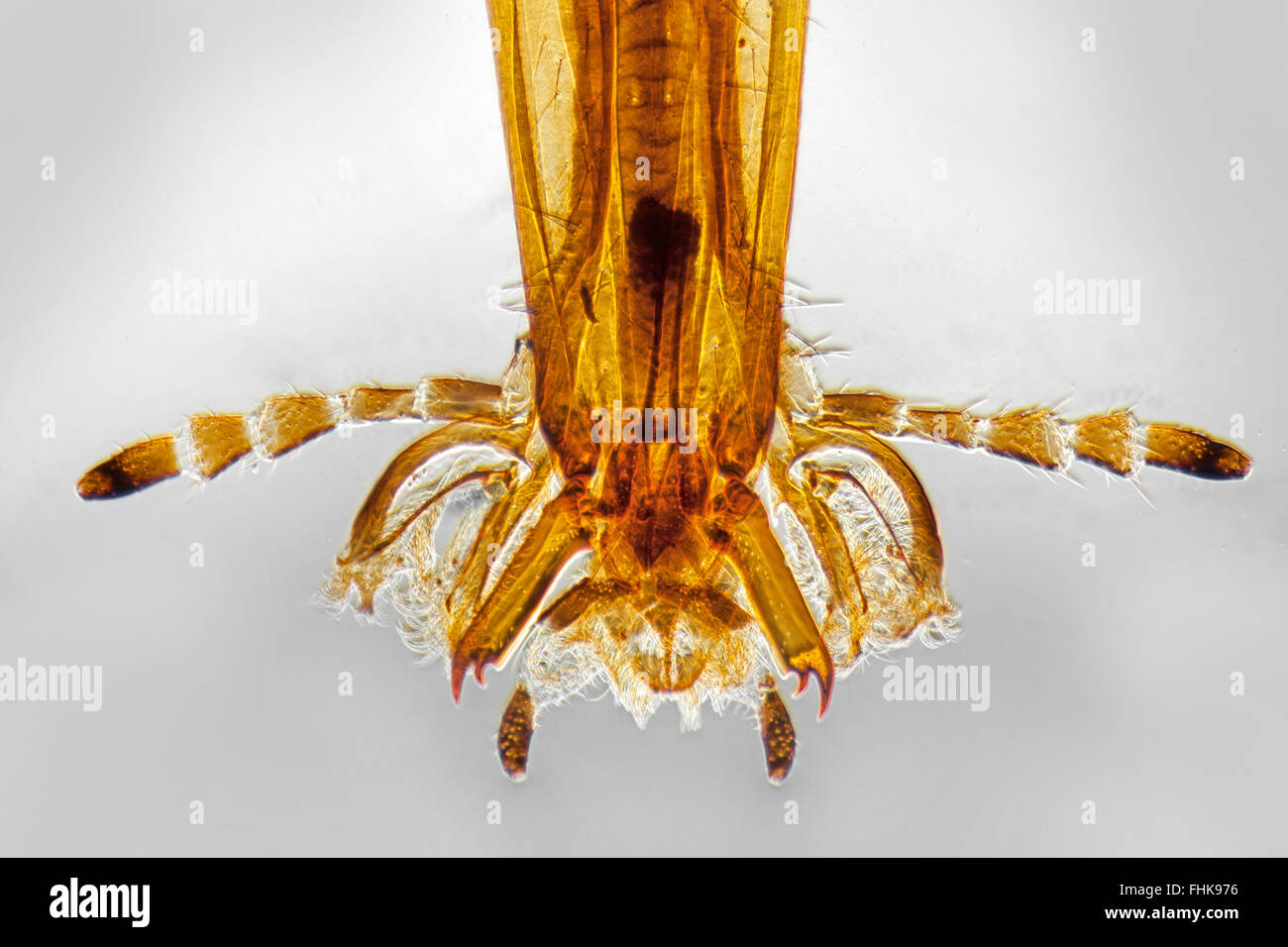Scorpion Fly Kopf, Hellfeld/Phase Mikrophotographie, Detail der Mundwerkzeuge Stockfoto