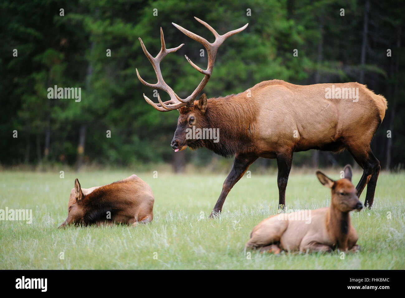 Ein Stier Elche (Cervus Elaphus Canadensis) schnüffelt eine nahe gelegenen Kuh während des Herbstes Paarung Trott, Northern Rockies Stockfoto