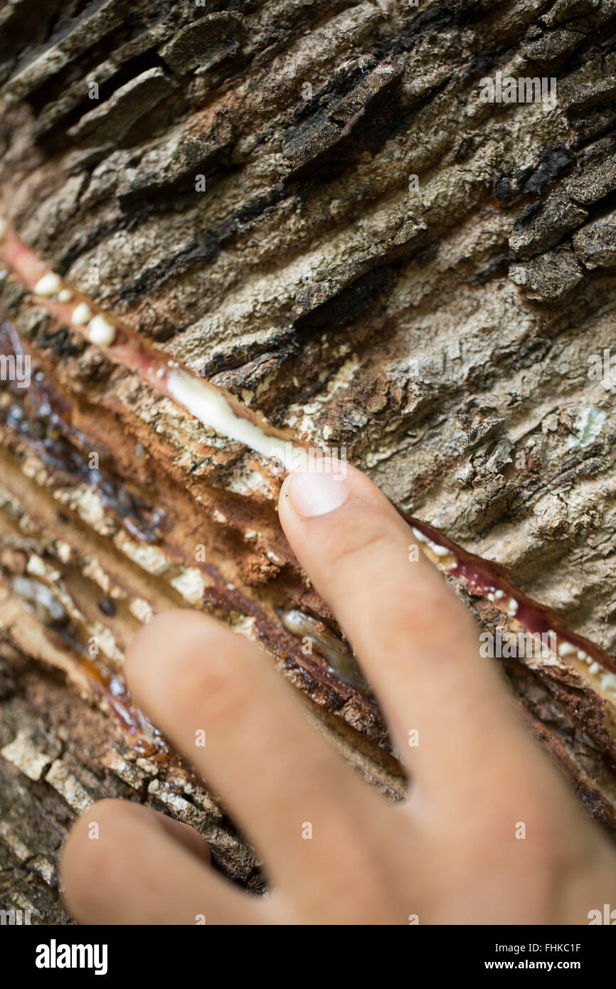 Latex Gummizapfen aus einem wilden Gummibaum (Hevea Brasiliensis) im Amazonas Stockfoto