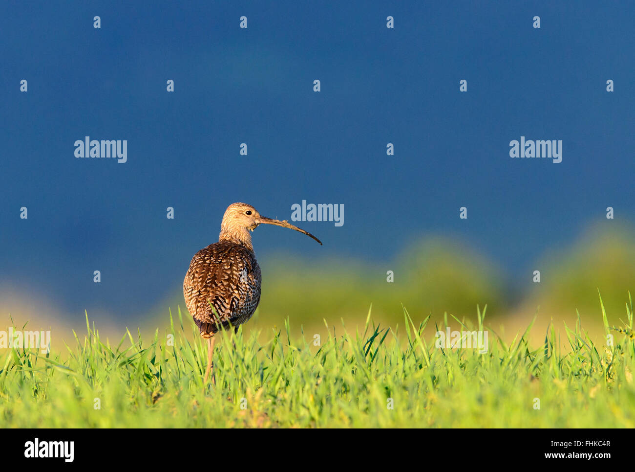 Lange-Brachvogel (Numenius Americanus) in Grünland Lebensraum, Montana Stockfoto