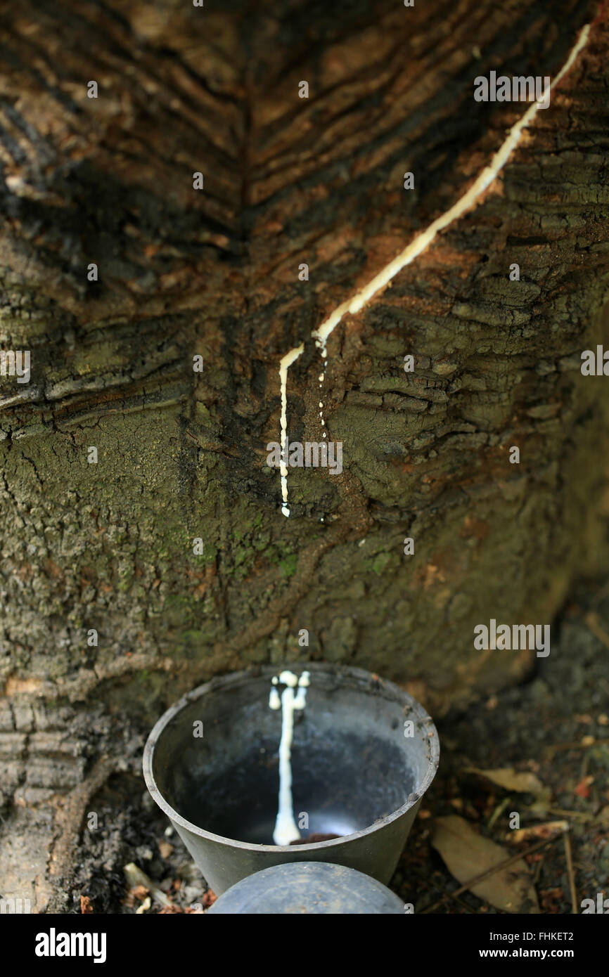 Latex Gummizapfen aus einem wilden Gummibaum (Hevea Brasiliensis) im Amazonas Stockfoto