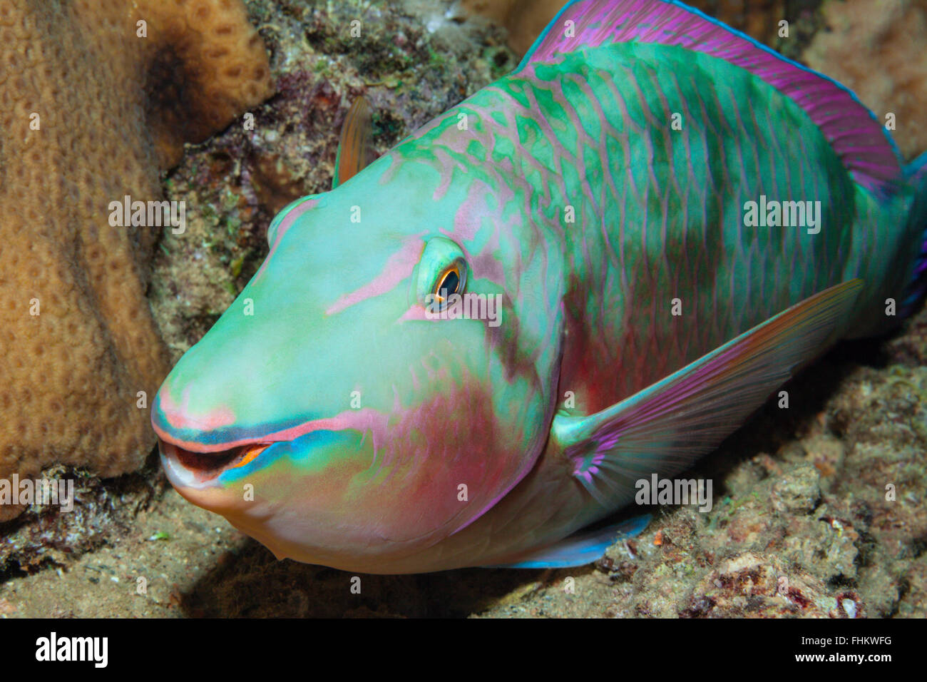 Longnose Papageienfisch, Hipposcarus Harid, Sanganeb, Rotes Meer, Sudan Stockfoto