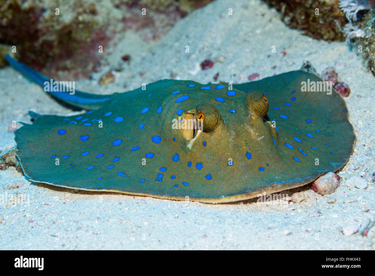 Bluespotted Ribbontail Ray, Taeniura Lymma, Sanganeb, Rotes Meer, Sudan Stockfoto
