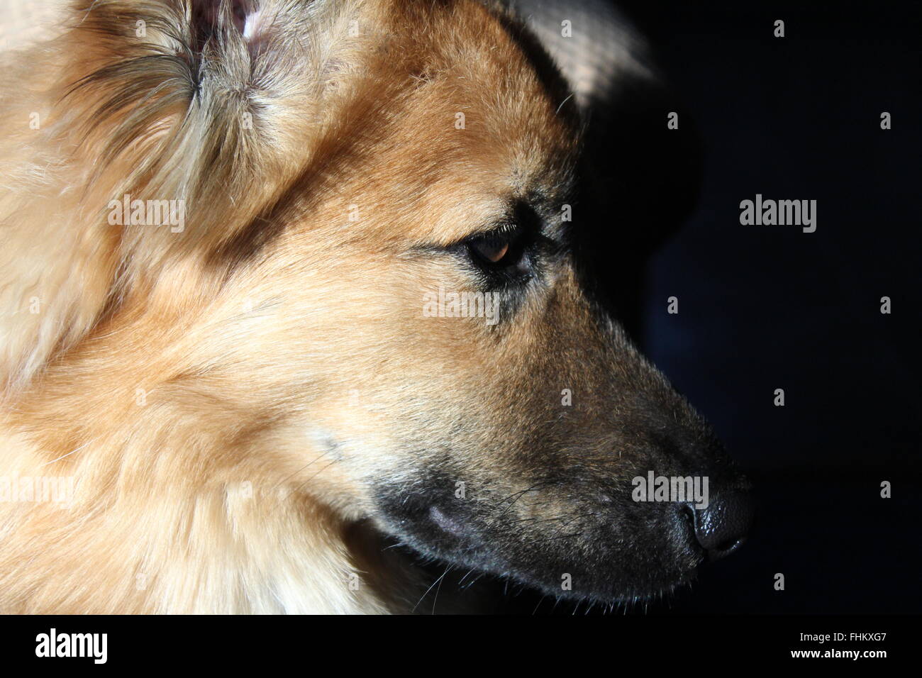Profil von einem wolf Stockfoto