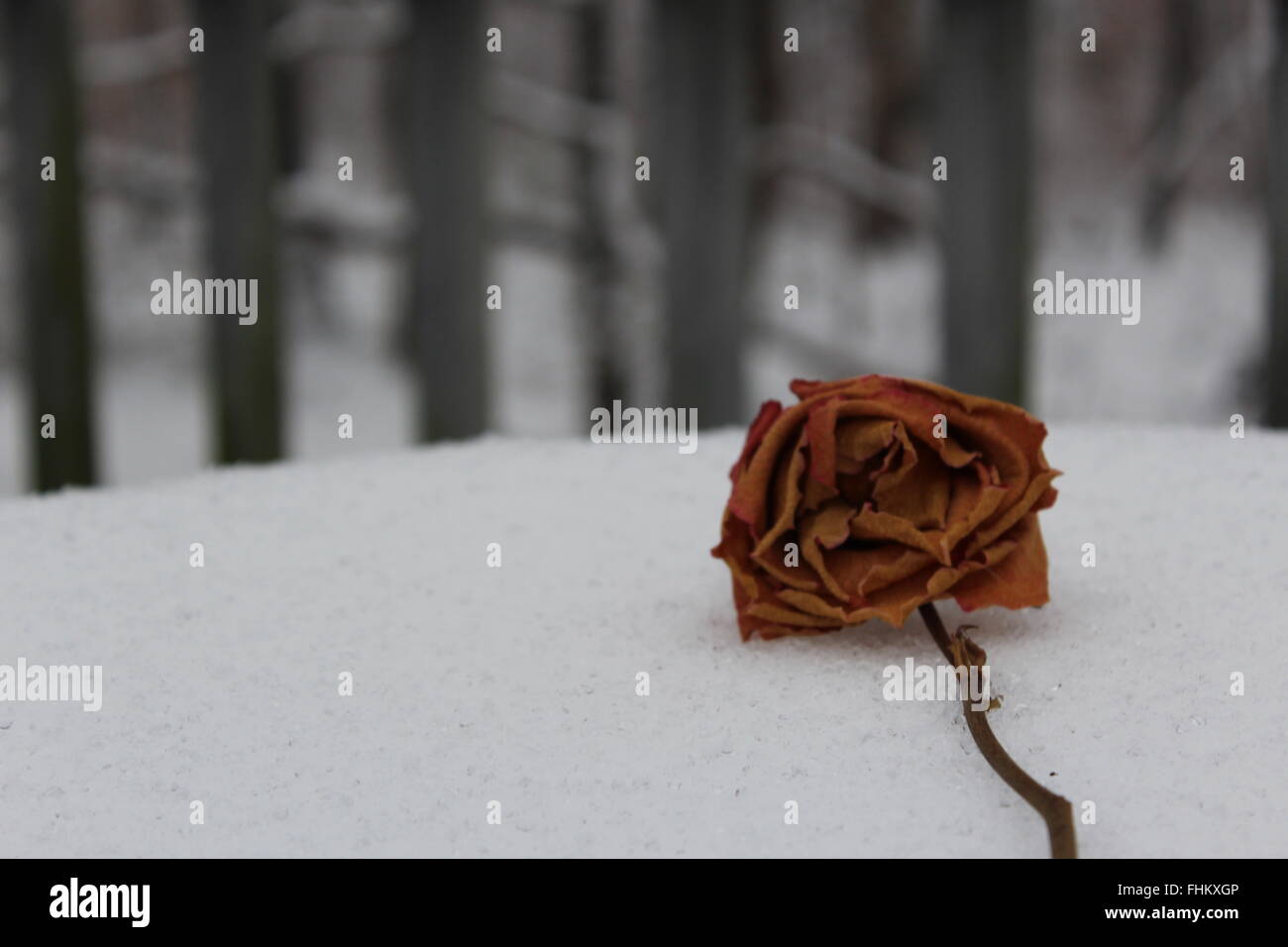 Verwelkte Rose im Schnee Stockfoto