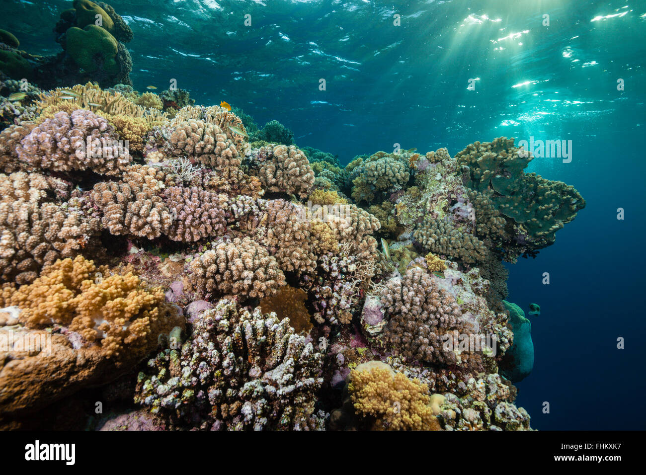 Harte Korallenriff, Sanganeb, Rotes Meer, Sudan Stockfoto