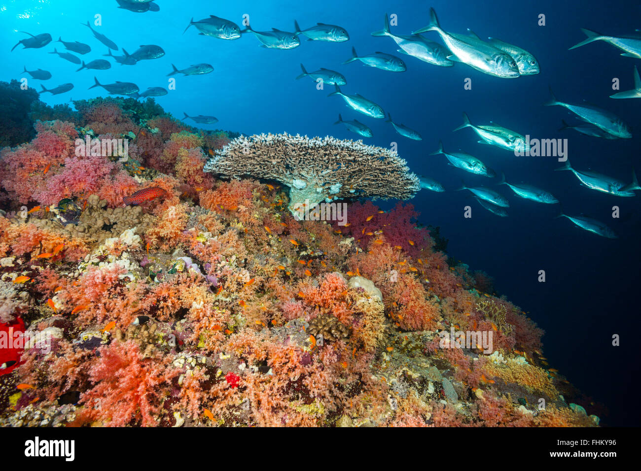 Farbige weiche Korallenriff, Shaab Rumi, Rotes Meer, Sudan Stockfoto