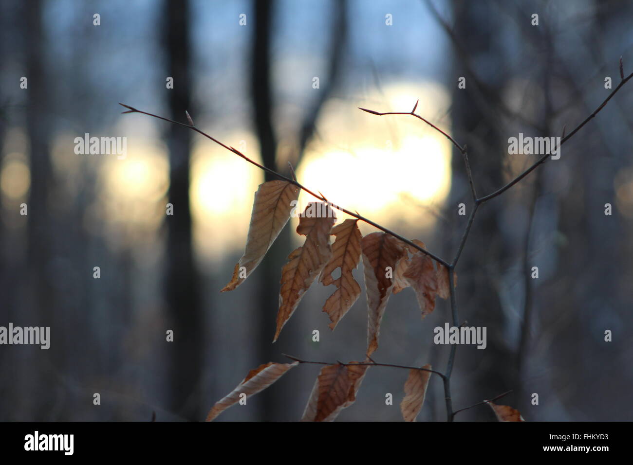 Hängende Blätter Stockfoto