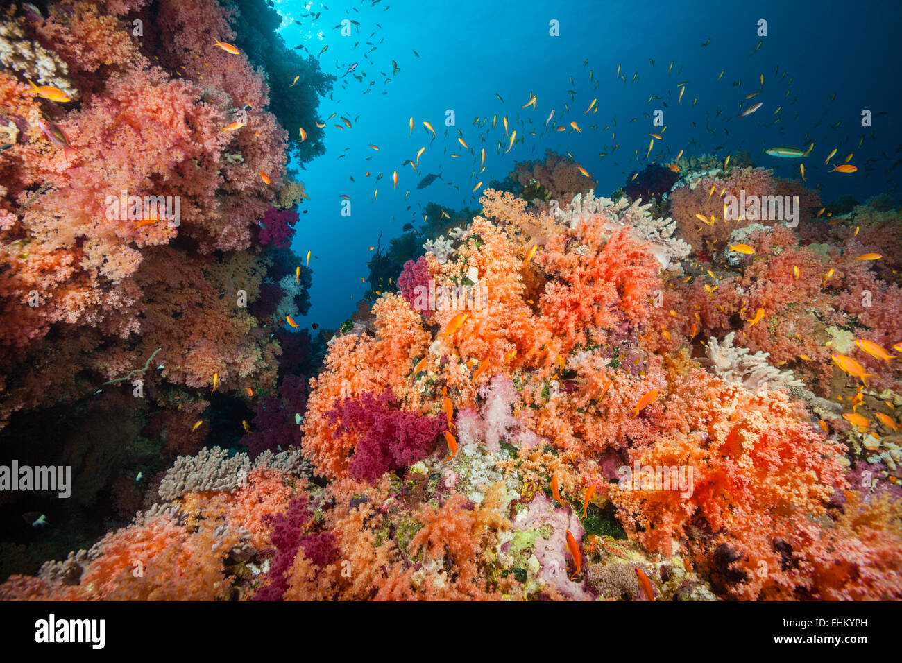 Farbige weiche Korallenriff, Shaab Rumi, Rotes Meer, Sudan Stockfoto