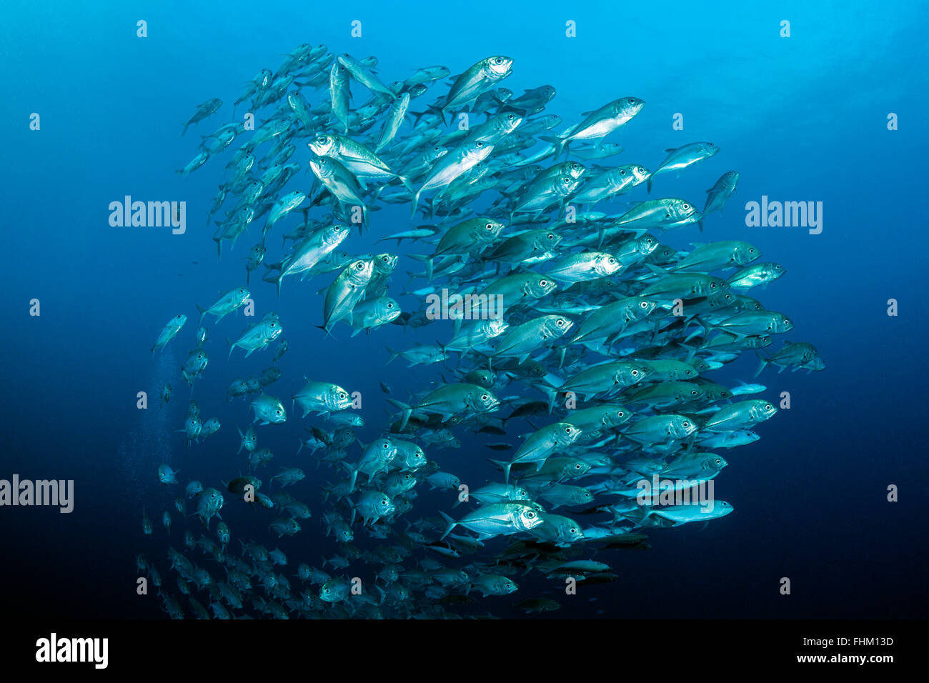 Fischschwarm von Bigeye Trevally Caranx Sexfasciatus, Shaab Rumi, Rotes Meer, Sudan Stockfoto