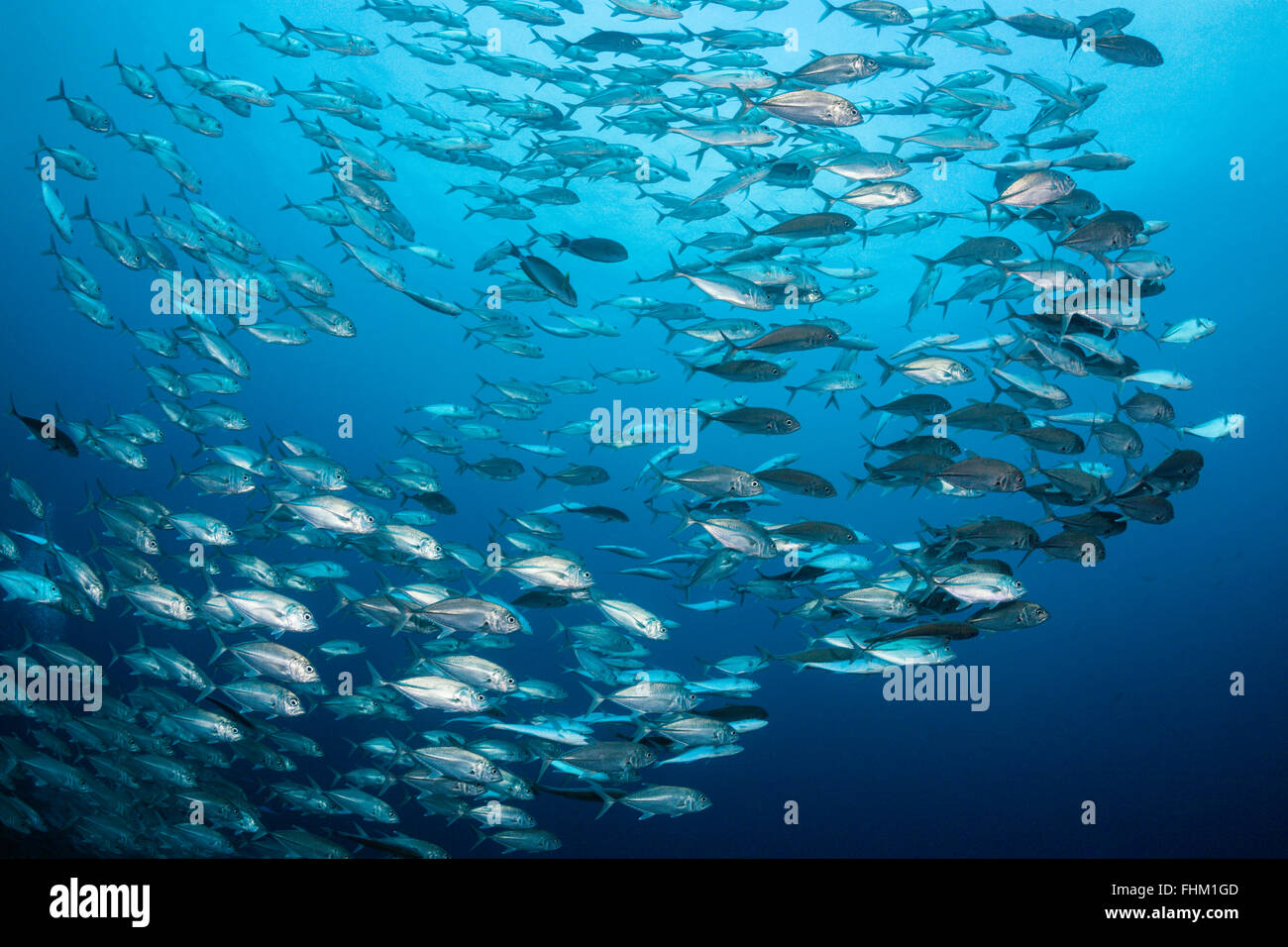 Fischschwarm von Bigeye Trevally Caranx Sexfasciatus, Shaab Rumi, Rotes Meer, Sudan Stockfoto