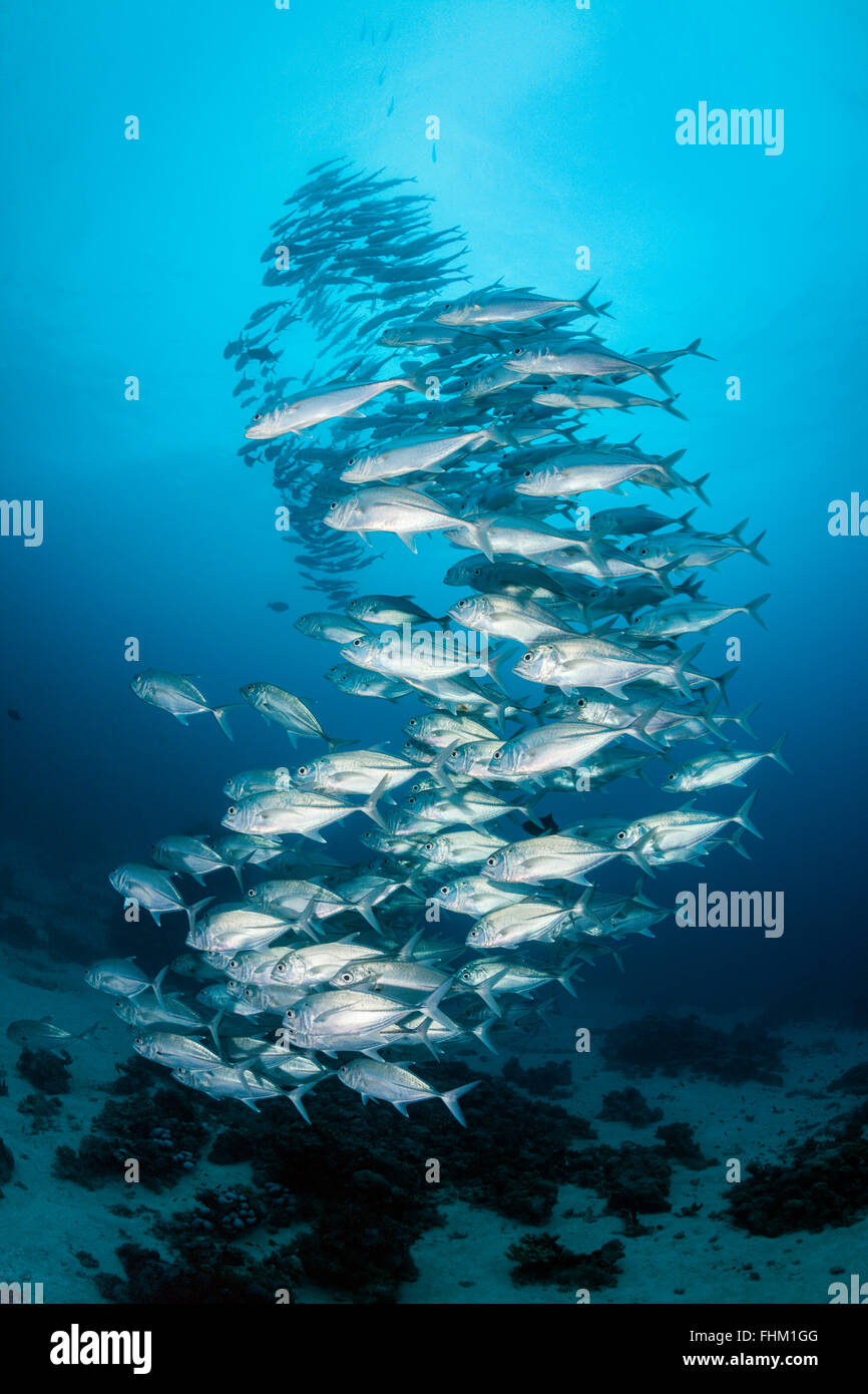 Fischschwarm von Bigeye Trevally Caranx Sexfasciatus, Shaab Rumi, Rotes Meer, Sudan Stockfoto