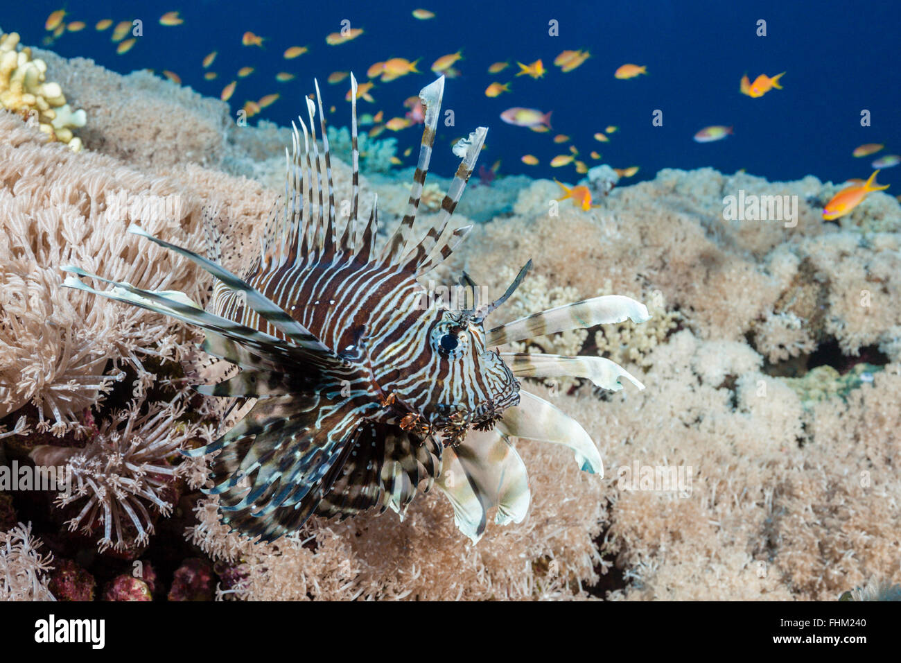 Feuerfische, Pterois Miles, Shaab Rumi, Rotes Meer, Sudan Stockfoto