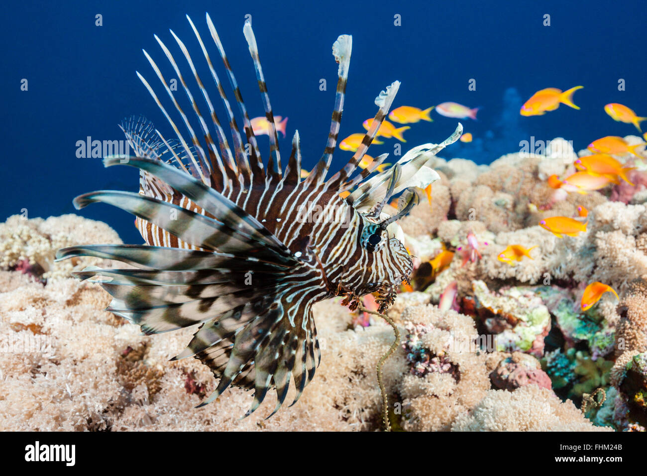 Feuerfische, Pterois Miles, Shaab Rumi, Rotes Meer, Sudan Stockfoto